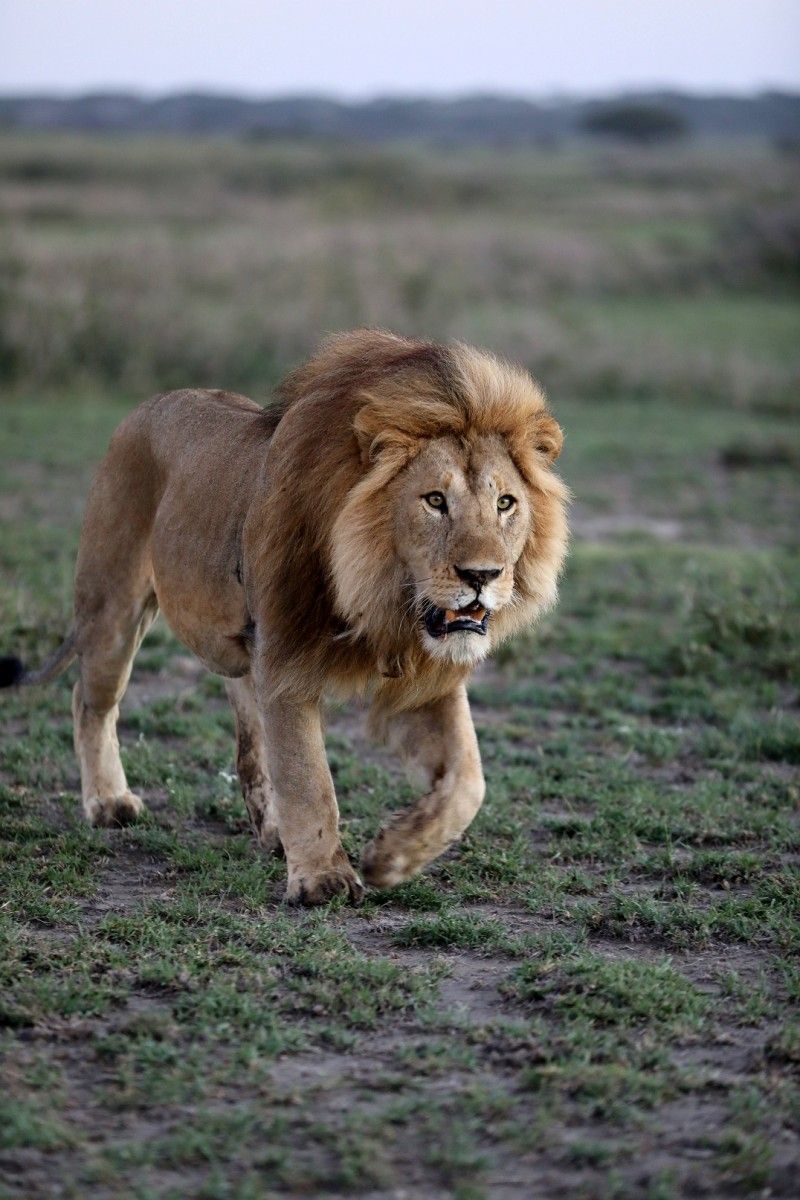 Az oroszlánok földjén online film