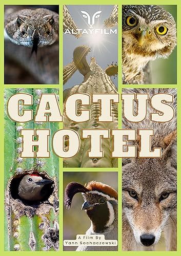 Kaktusz Hotel online film