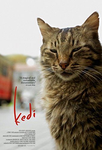 Kedi: Isztambul macskái online film